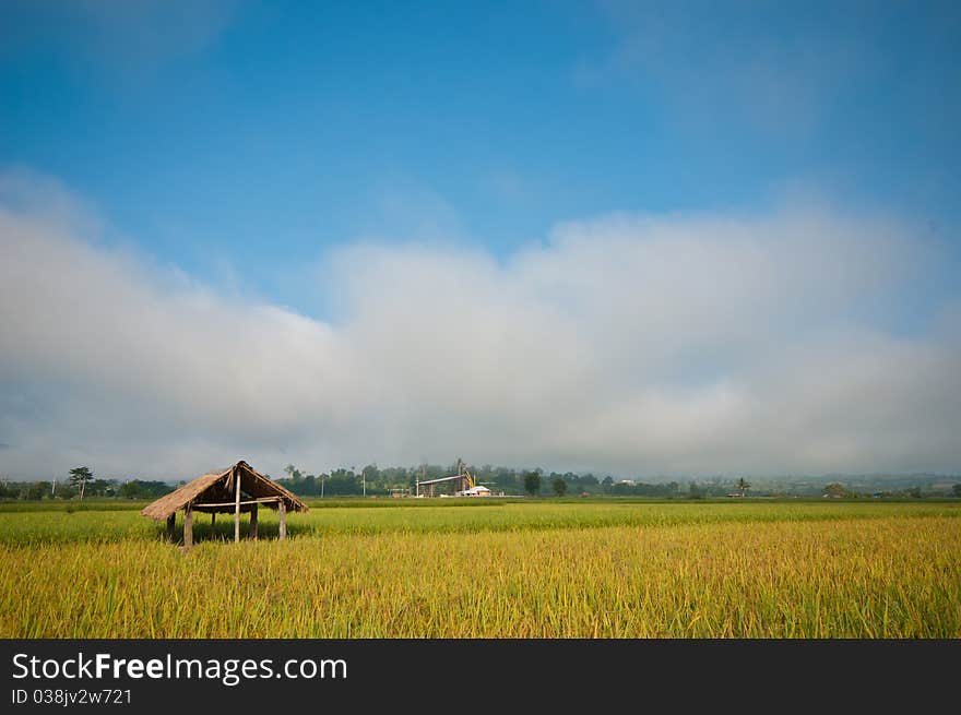 Rice field