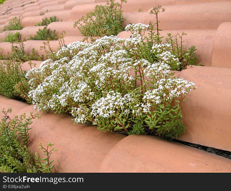 Plant On The Roof