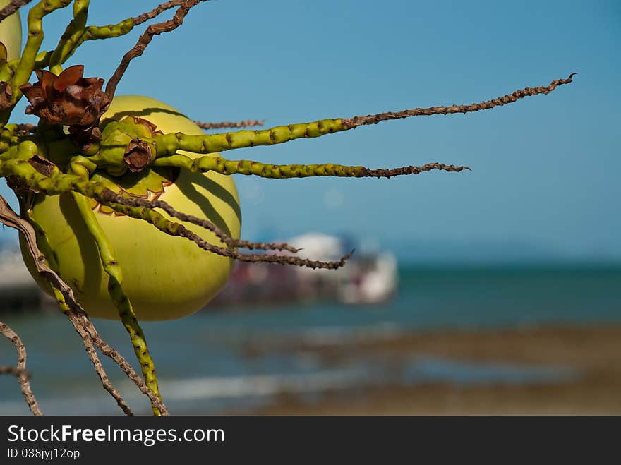 Coconut in front of pier