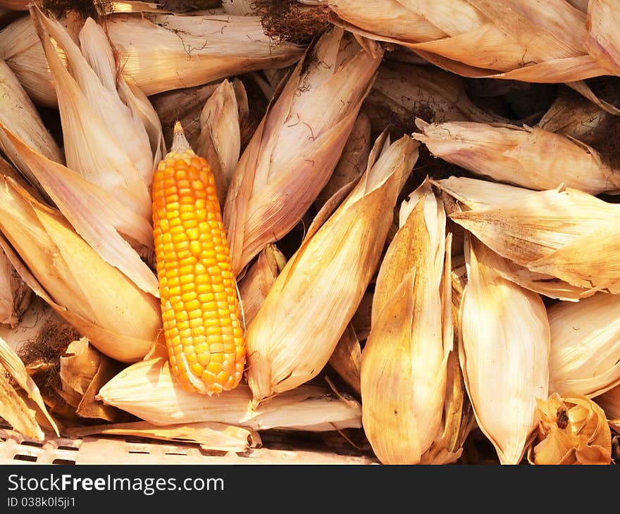 Dry corn