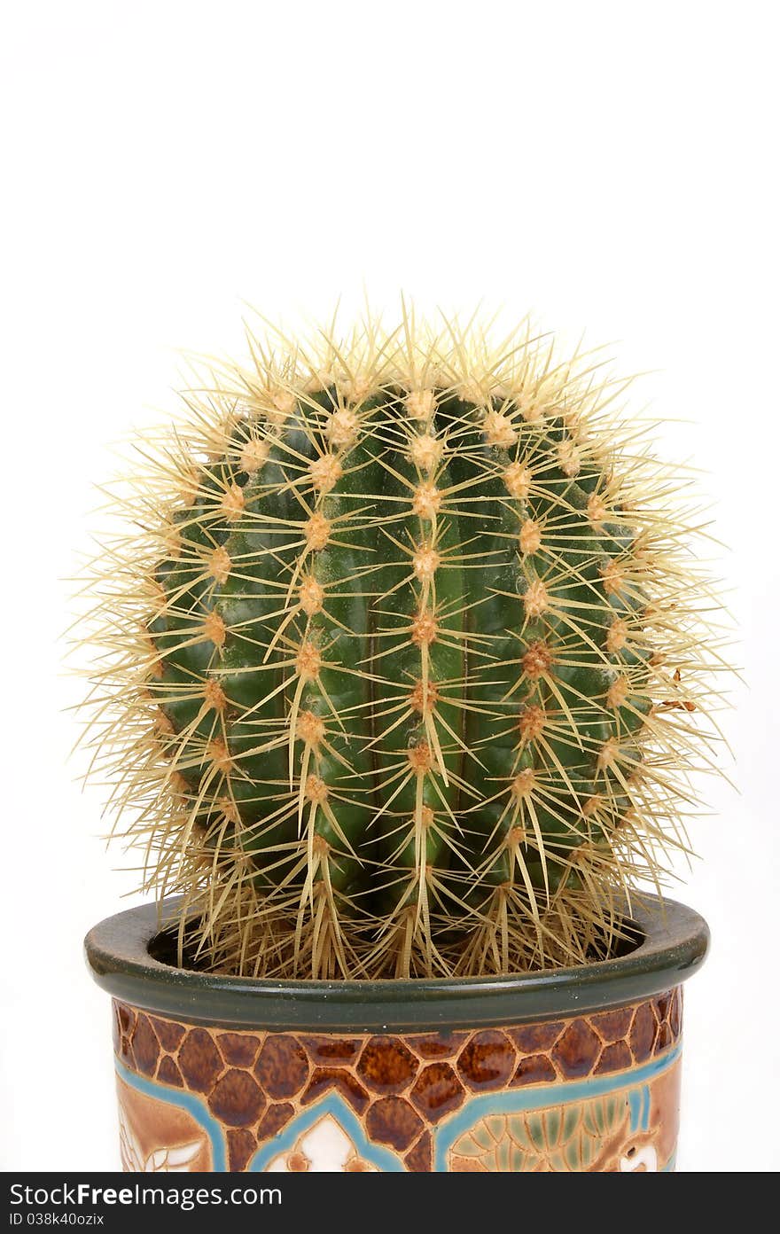 Decorative cactus on a white background