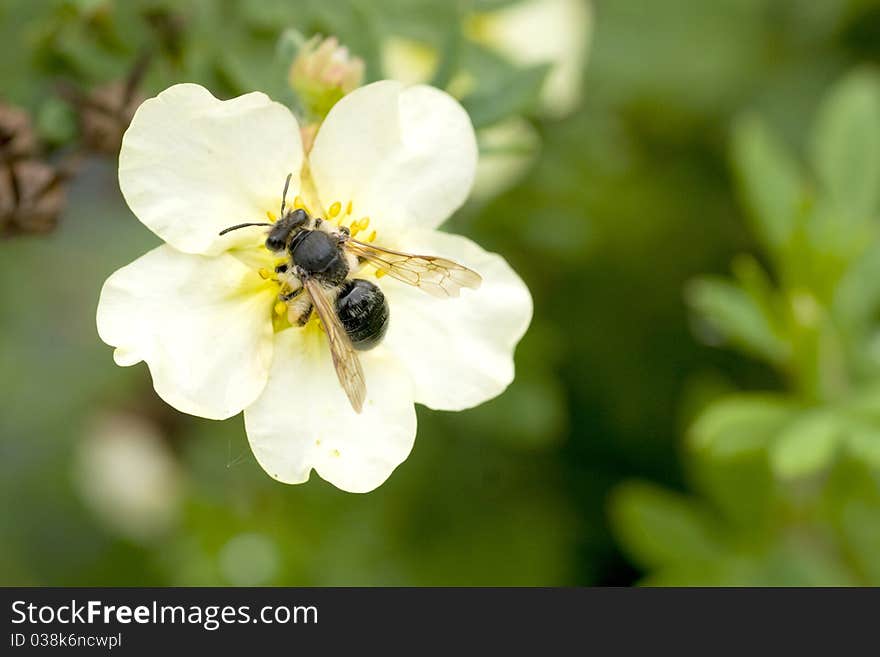 Wasp on Shrubby Cinquefoil