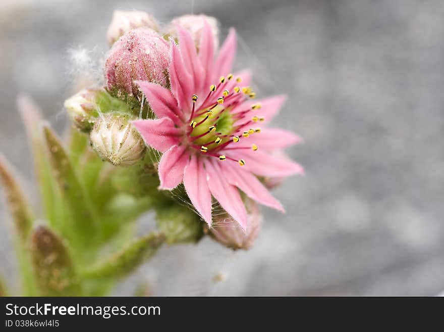 Flower of popular ornamental plant. Flower of popular ornamental plant