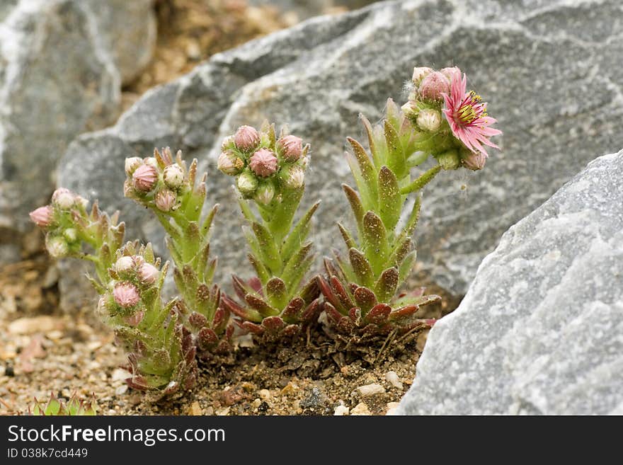 Popular alpine plant with flowers. Popular alpine plant with flowers