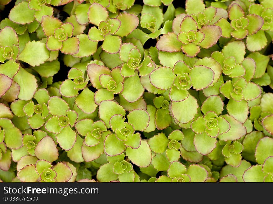 Top view on alpine plant. Top view on alpine plant