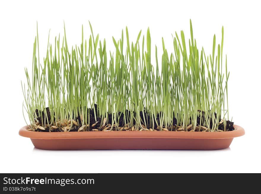 Sprouts of oats on a white background. Sprouts of oats on a white background