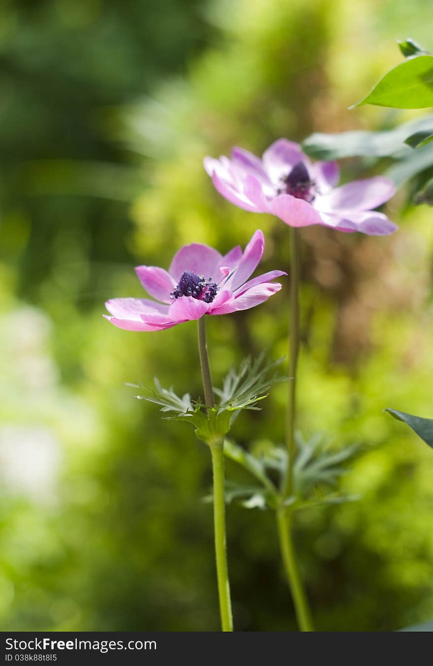 Pair Of Garden Anemones