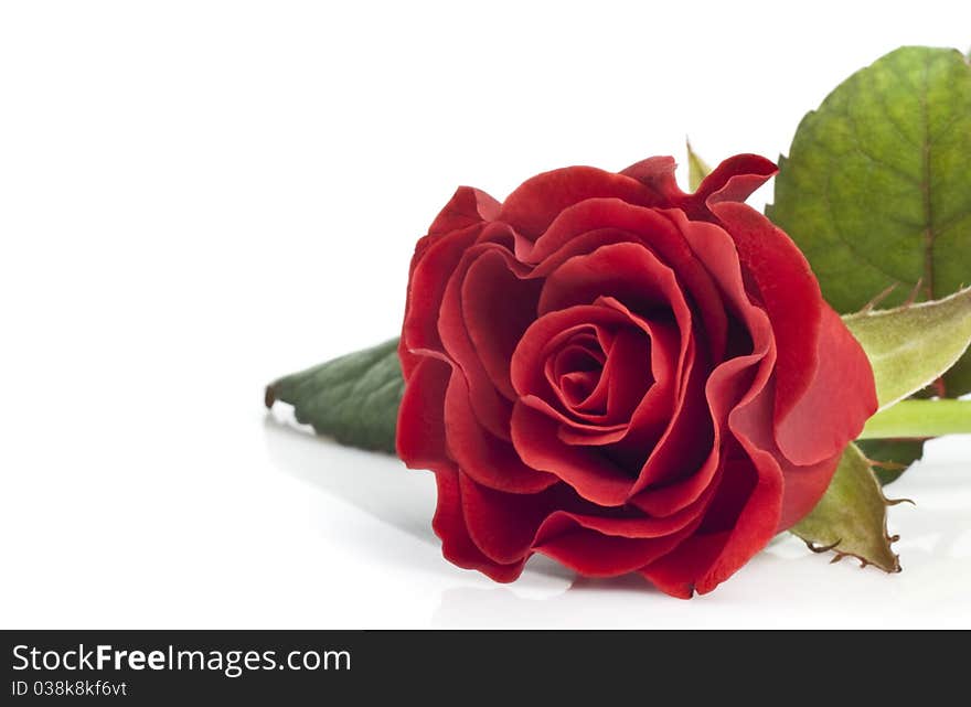 Beautiful red rose on a white background for your design