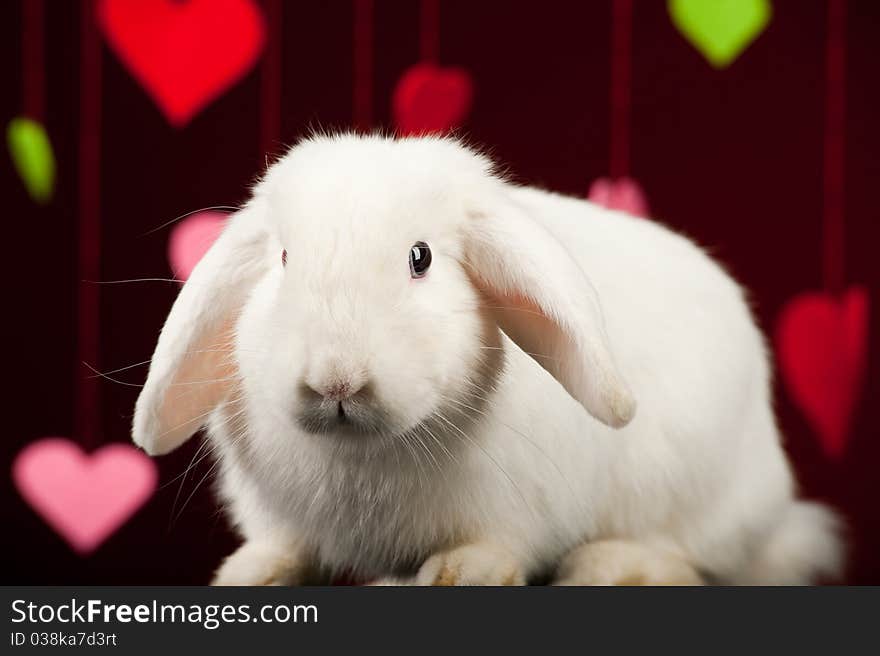 White rabbit with colored valentines. White rabbit with colored valentines.