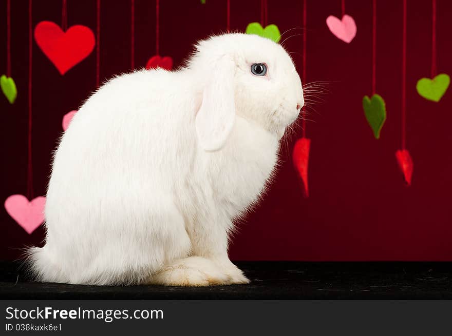 Bunny with valentines. Valentine rabbit