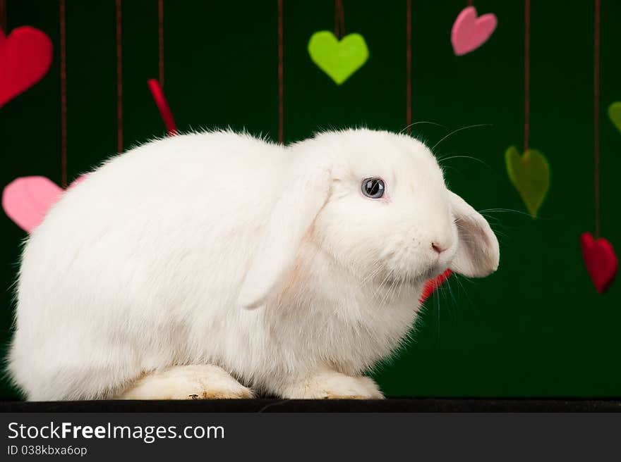 White fluffy rabbit with valentines