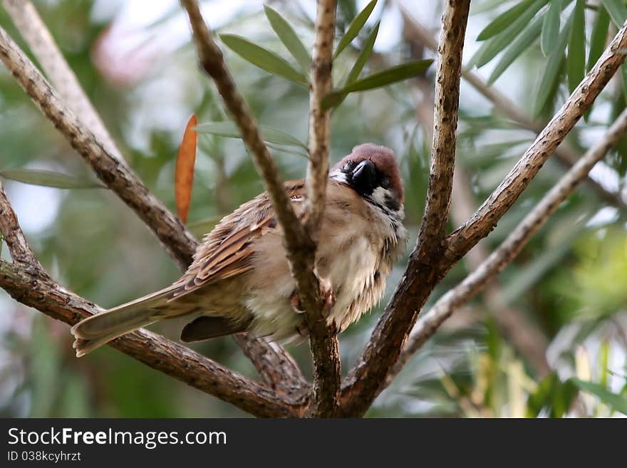 This Eurasian Tree Sparrow is resting on a windy day early evening. It expanded it's feather to keep warm. This Eurasian Tree Sparrow is resting on a windy day early evening. It expanded it's feather to keep warm.