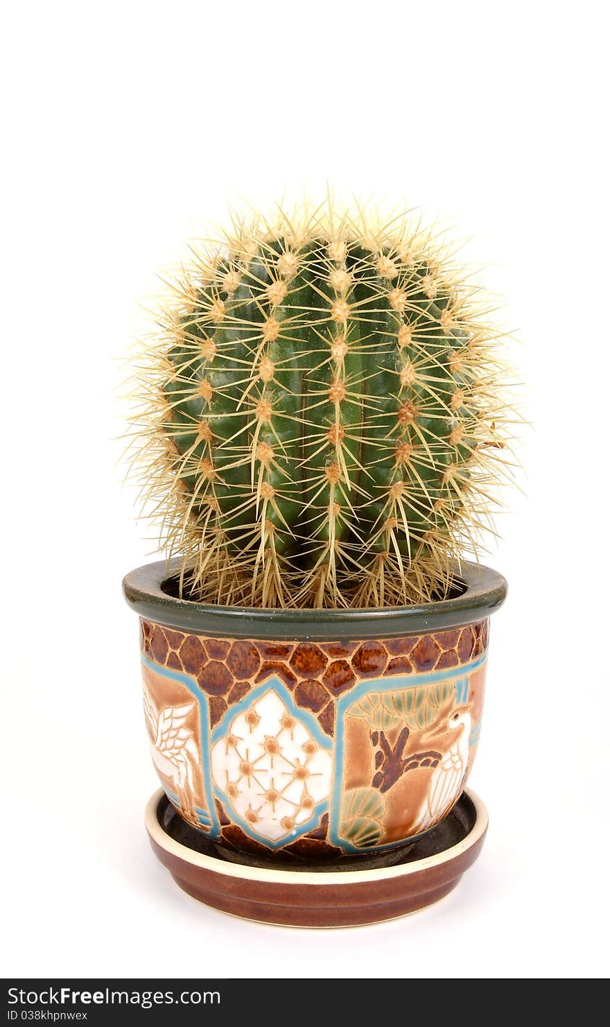 Decorative cactus on a white background