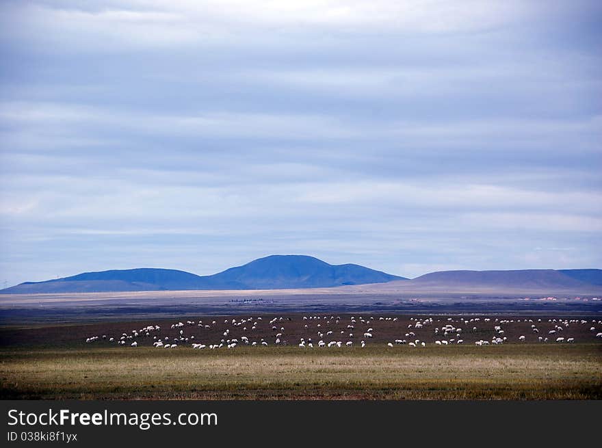 Sheep flock  on the field