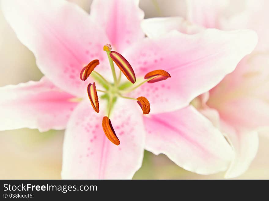 Pink and white lillies flowers. Pink and white lillies flowers