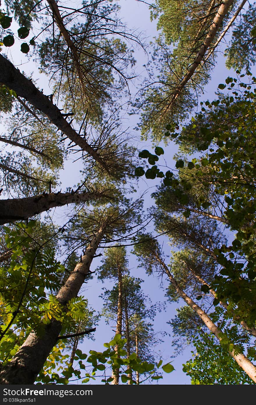 Blue sky between trees tops. Blue sky between trees tops