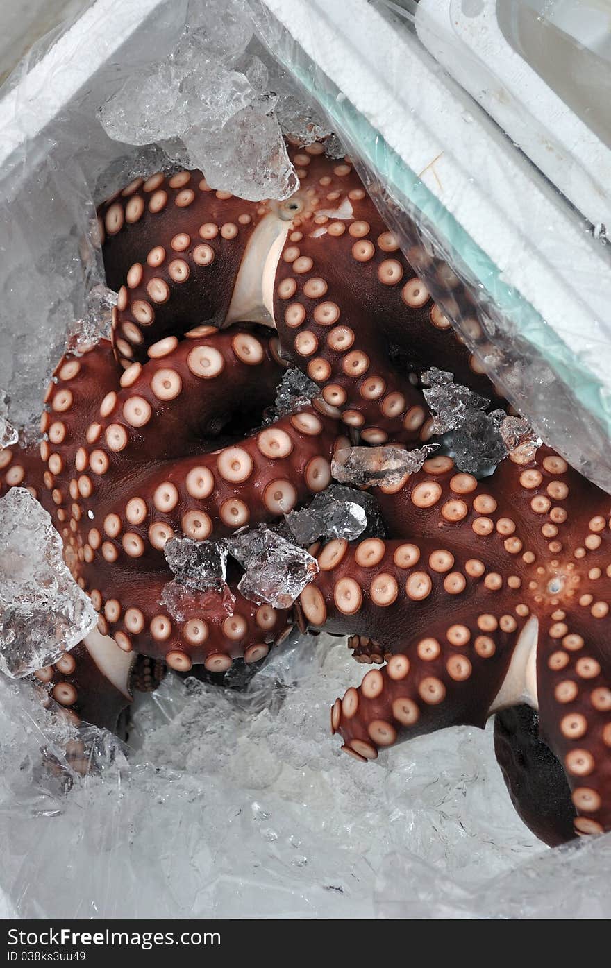 Fresh octopus