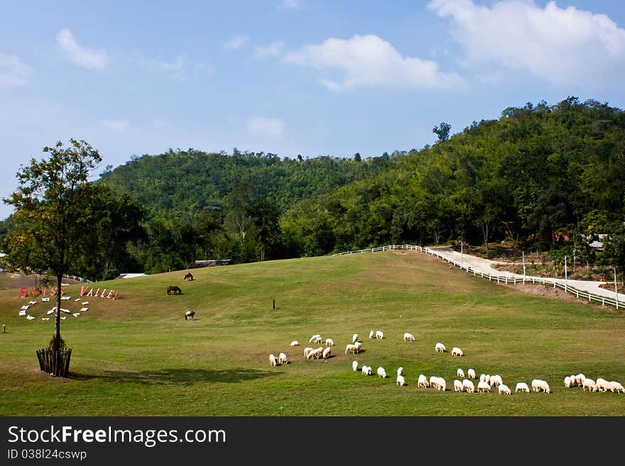 Many sheep on a hill