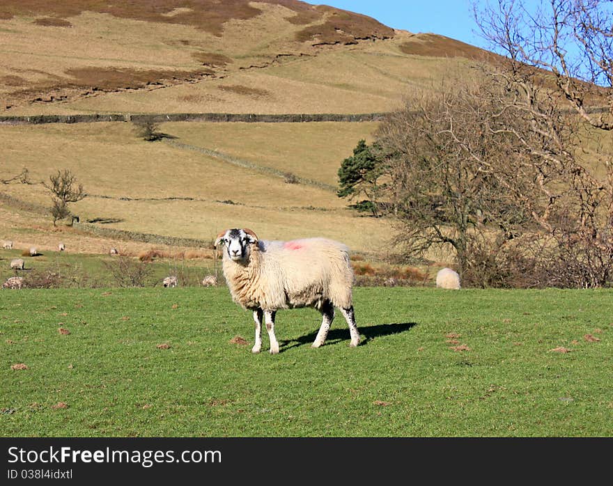 Hillside Sheep