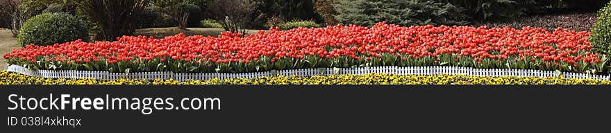 A background border featuring a row of spring tulips as a page border.