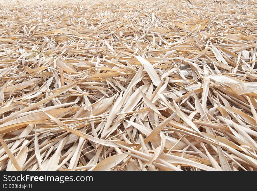 Dried bamboo leaves falling on the ground of the bamboo forest