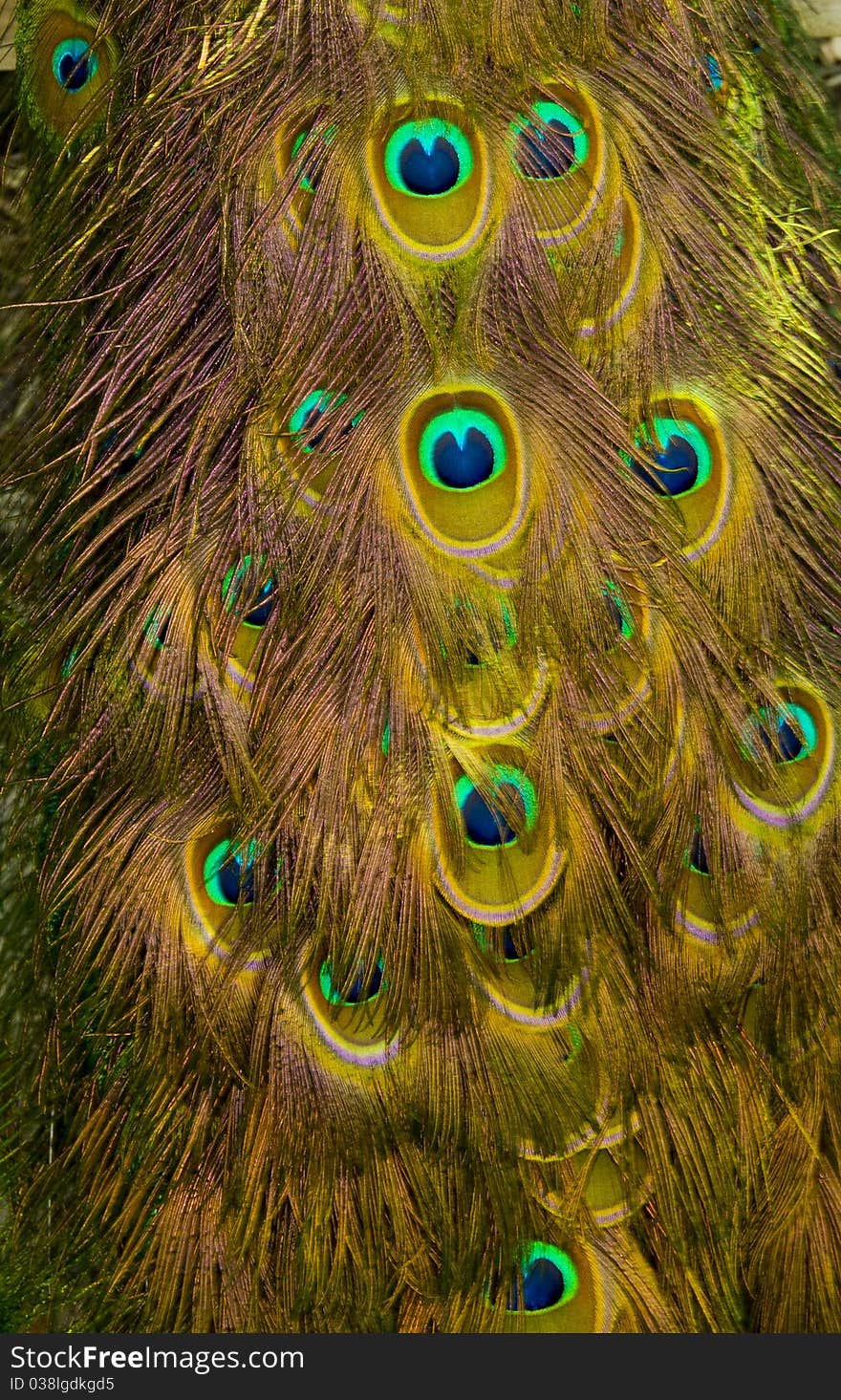 Peacock Waterfalls