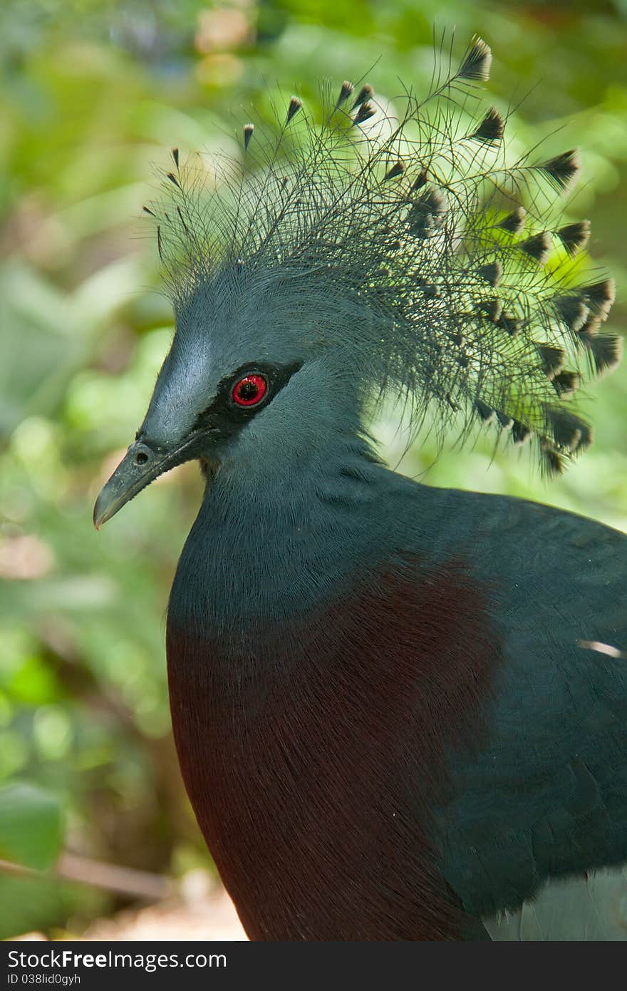 Victoria Crown pigeon