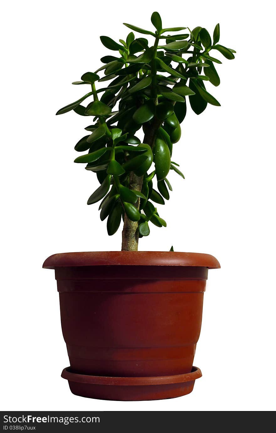 Green bush in a red pot isolated on a white background close up. Green bush in a red pot isolated on a white background close up