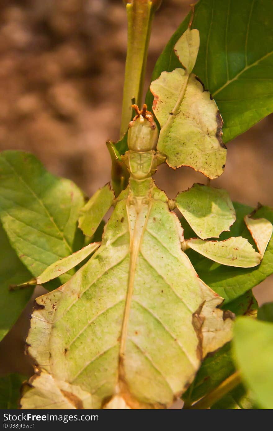 Green Leaf Insect on green leaf