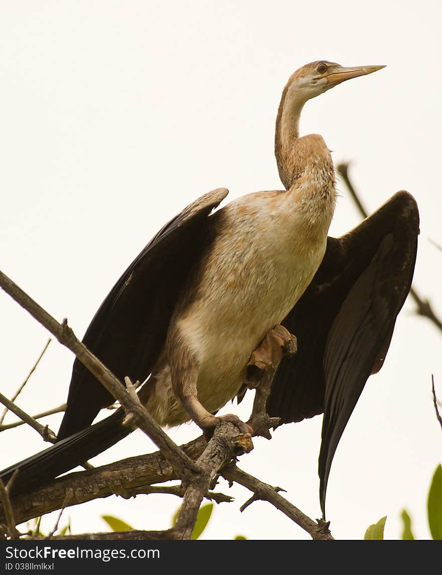 Along the Gambian creeks the African Darter can often be seen with extended wings as it tries to dry up it´s plumage.