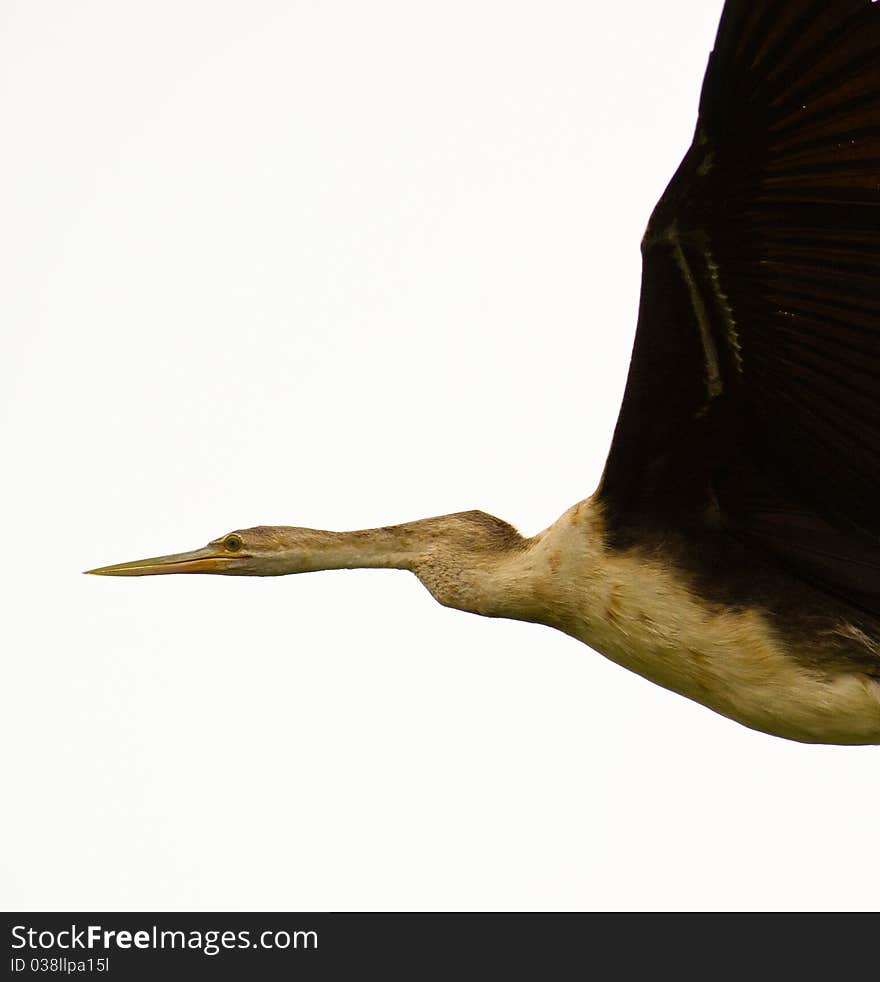 African Darter flight portrait