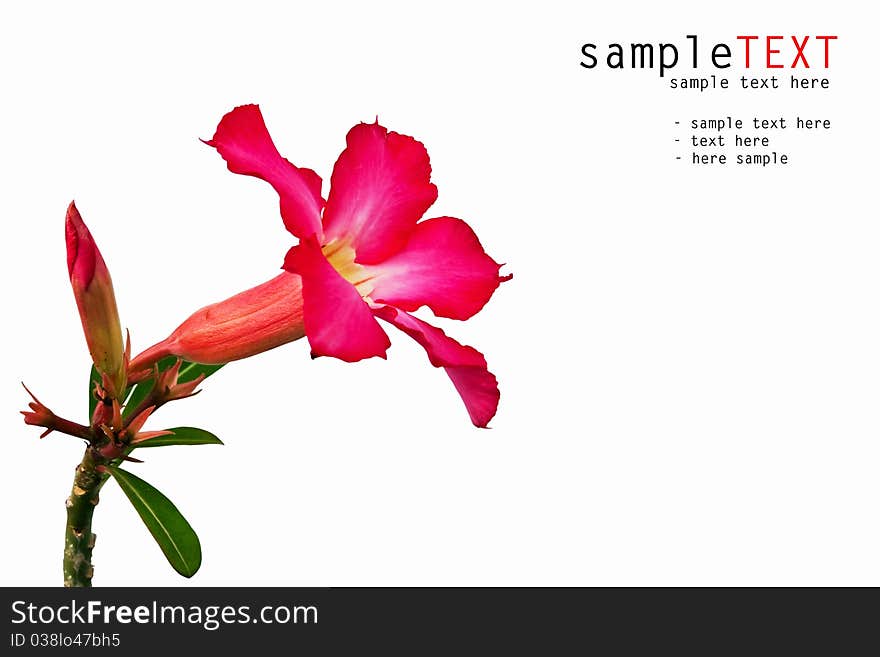 Pink impala lily isolated on white background