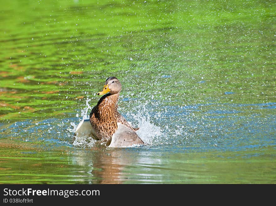 Duck splashing water in the colorful pond made by reflections of green trees.