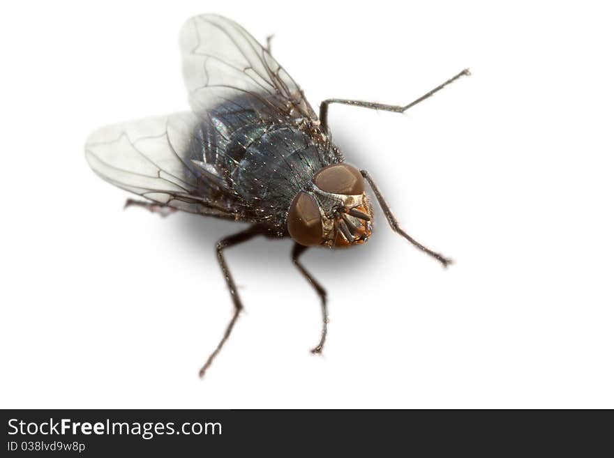 Flesh fly sitting on a brick in the Sun. Flesh fly sitting on a brick in the Sun