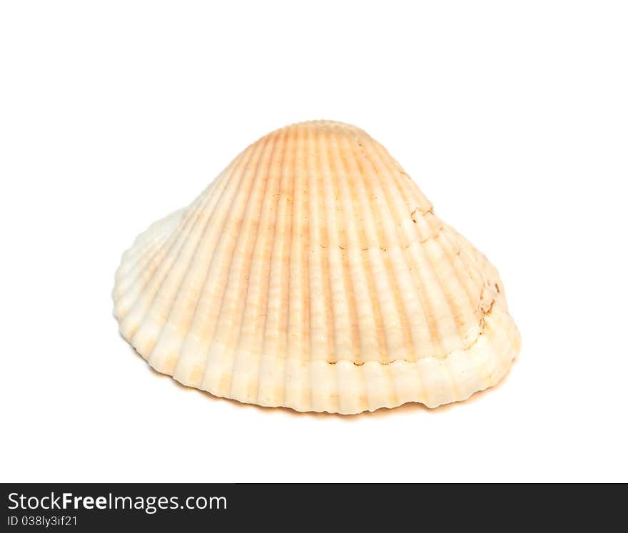 Sea shell isolated on the white background. Sea shell isolated on the white background.