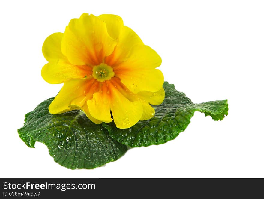 Yellow polyanthus