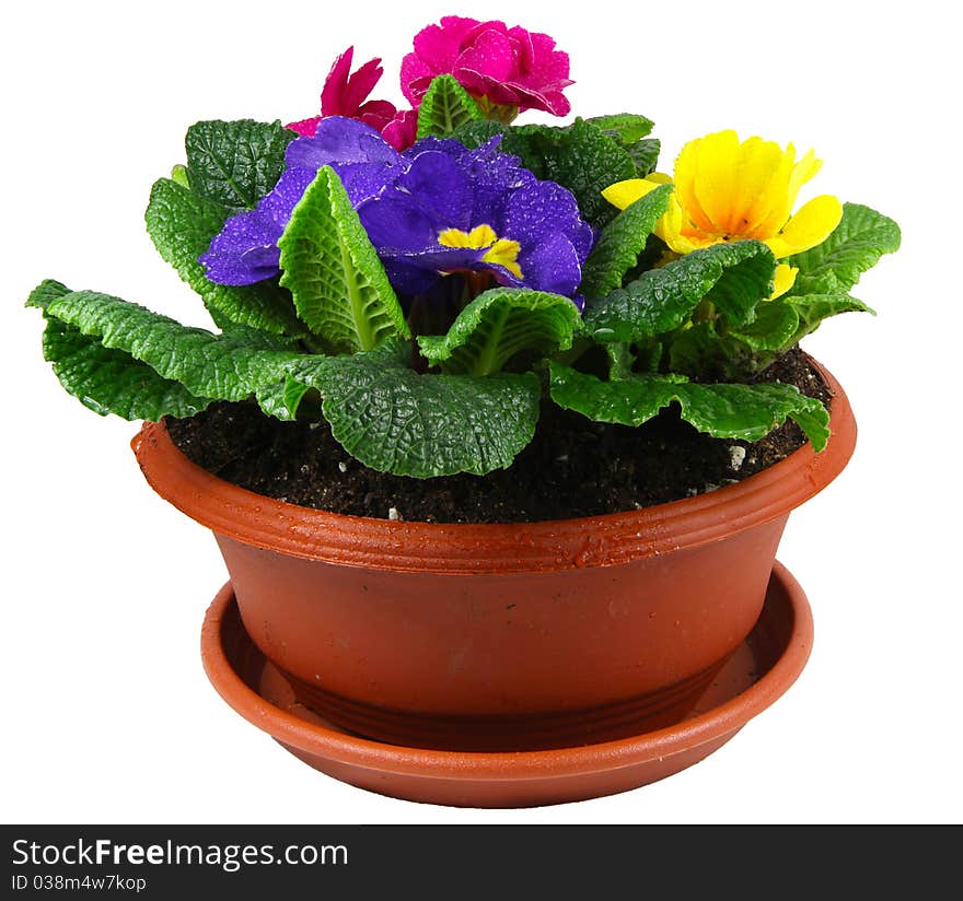 Colour polyanthus flower spring pot. Colour polyanthus flower spring pot