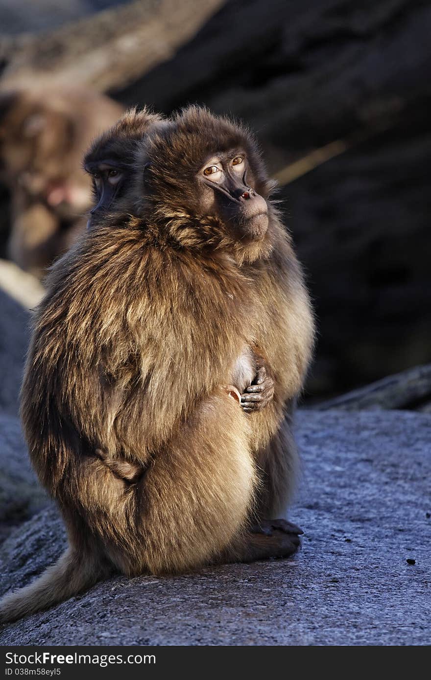 Monkey Dschelada with young children