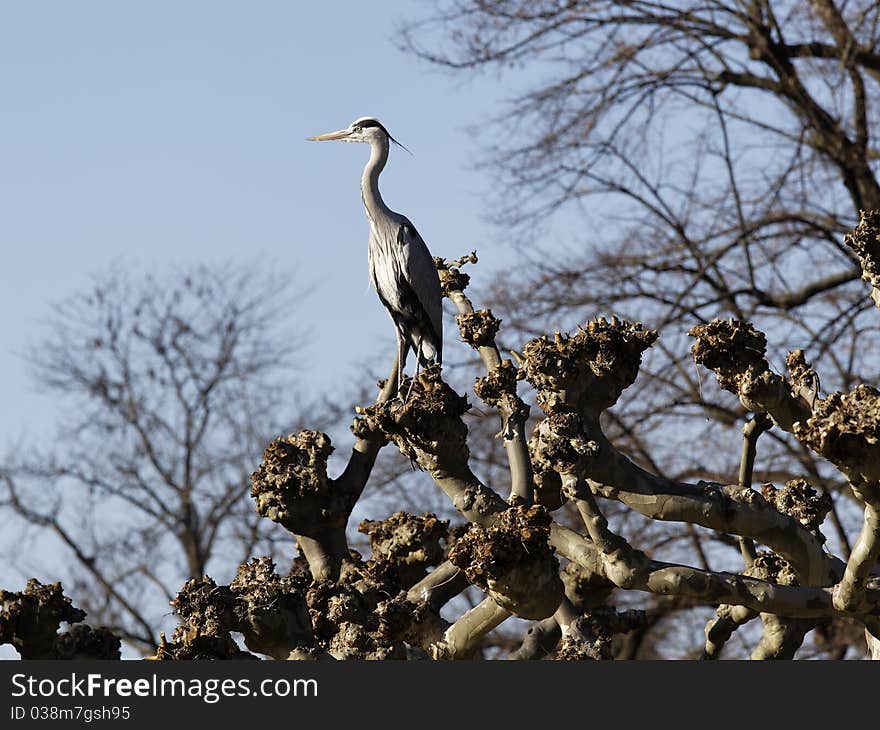 Heron