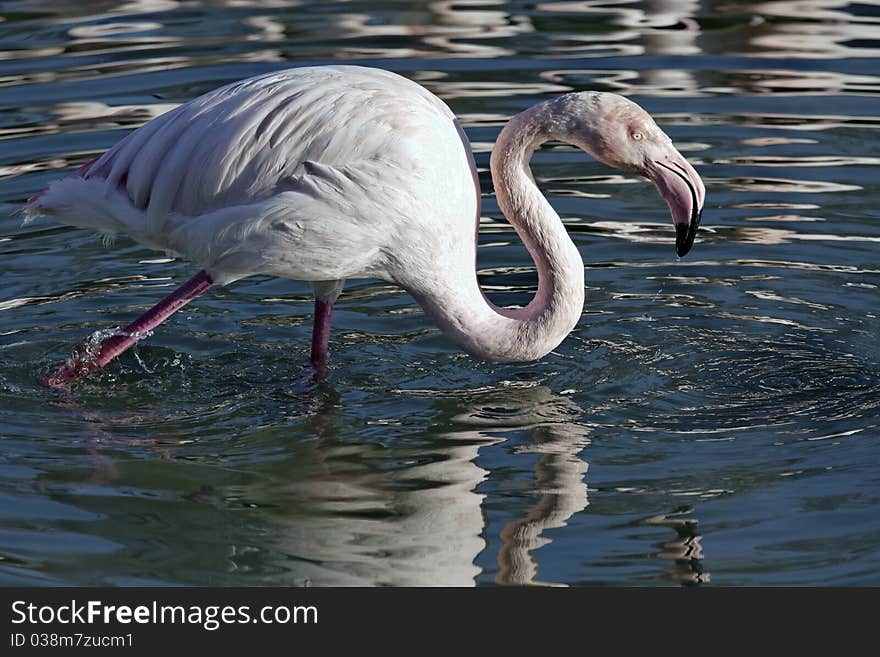 Flamingo