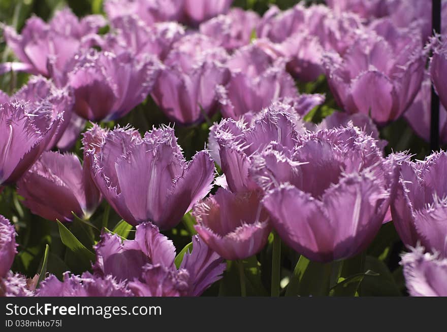 Purple tulip flower with sharp pedal edges. Purple tulip flower with sharp pedal edges.