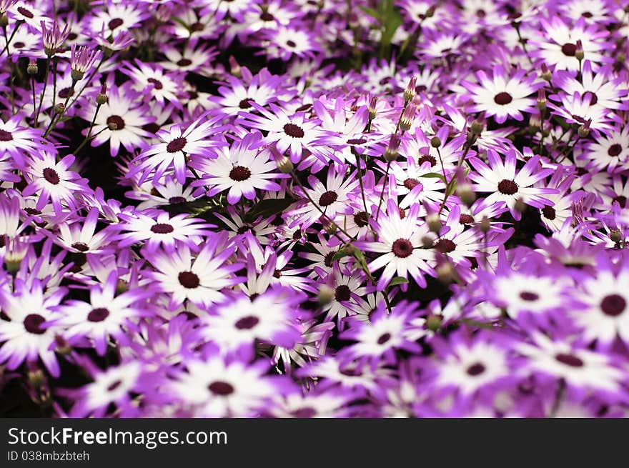 Purple And White Daisies Background