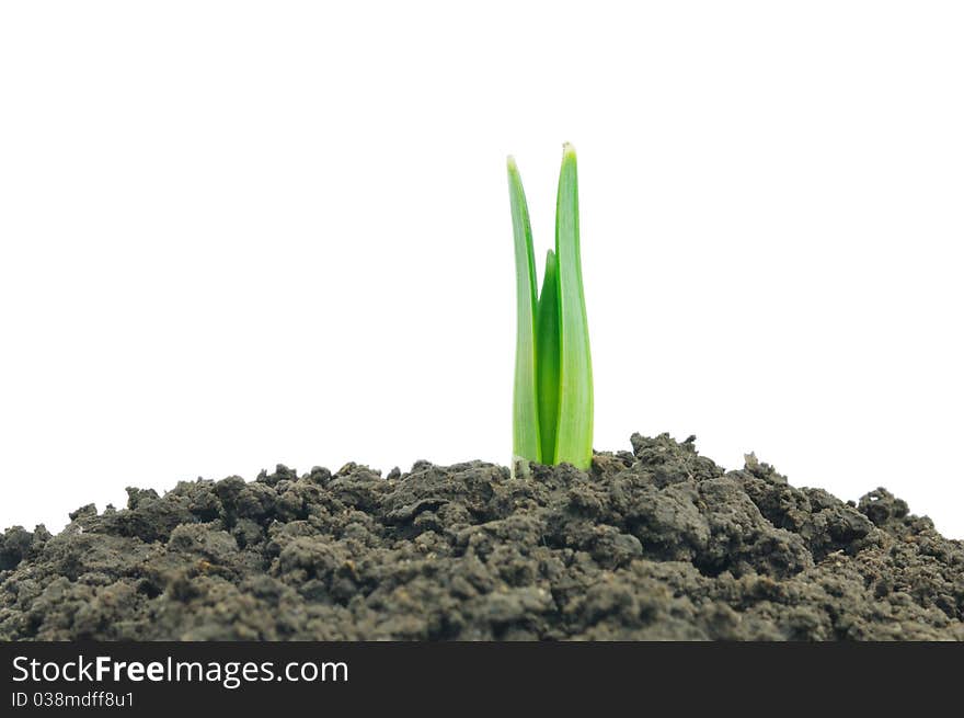 Young Sprout Of A Snowdrop