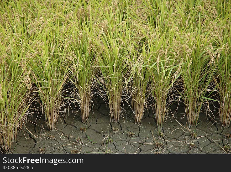 Rice growing in cracked earth