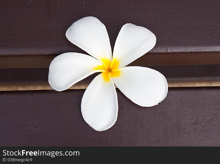 Frangipani On A Bench