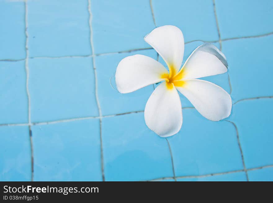 Frangipani In Swimming Pool