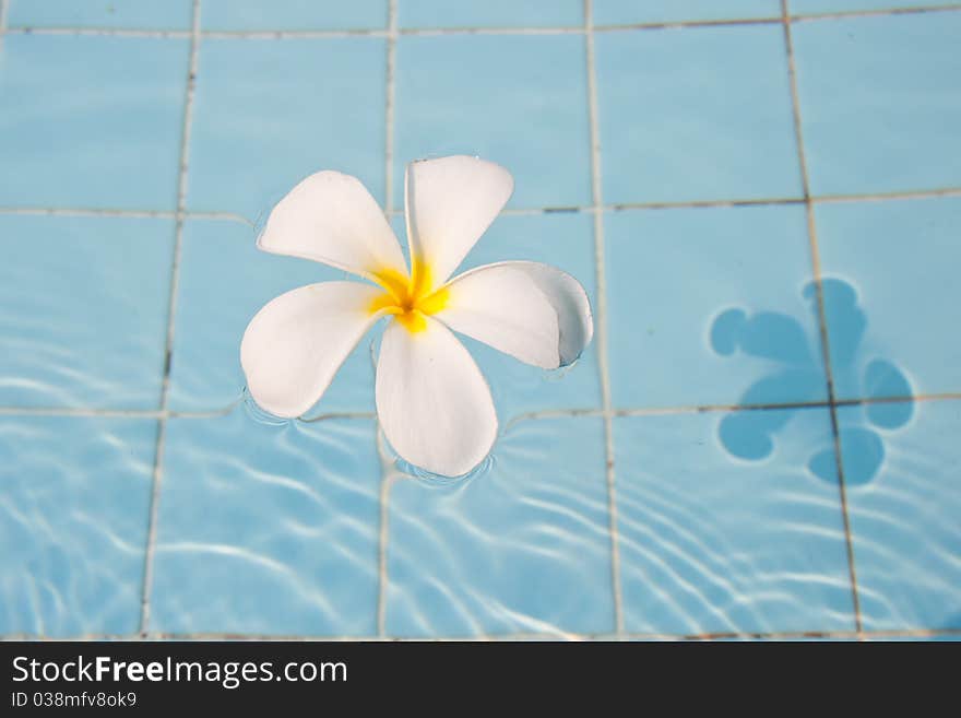 White frangipani in a swimming pool