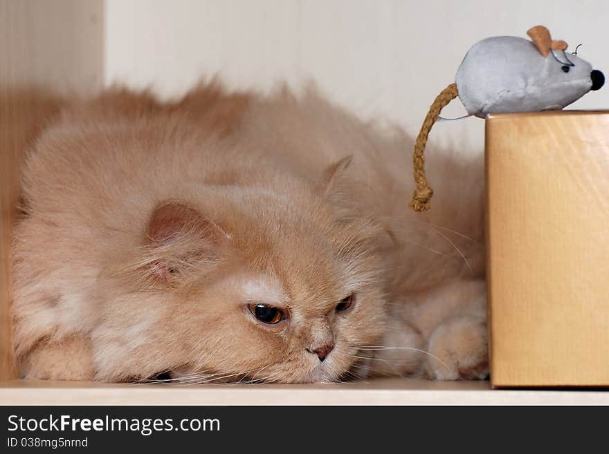 Isolated cat with toy mouse