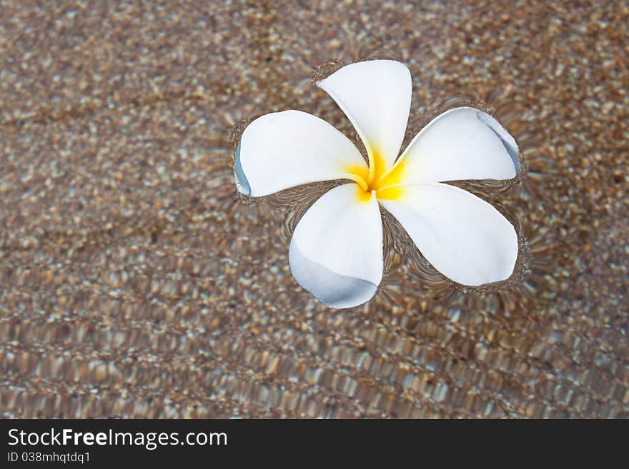 White frangipani in the water