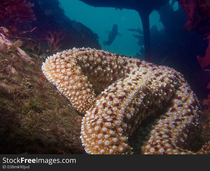 Underwater closeup of starfish with fish silhouetted in background